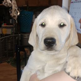 Boy 2 - Yellow Labrador Retriever puppy in Farmington, Washington from Eelkema's Labradors at CrossView Ranch