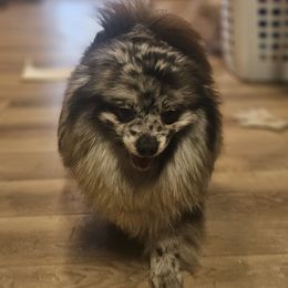 Rizzo - Pomeranian