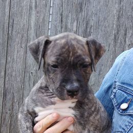 American Staffordshire Terrier Puppies from GrinNation Noble Am Staffs