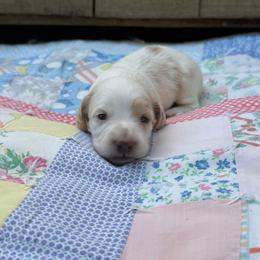Opal - Piebald female Dachshund puppy in Squires, Missouri from Hudson’s Hounds