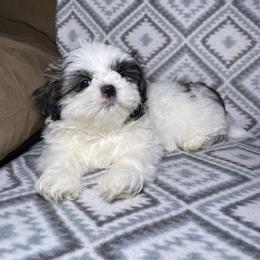 Ace - Black and white male Shih Tzu puppy in Branson, Missouri from Ren