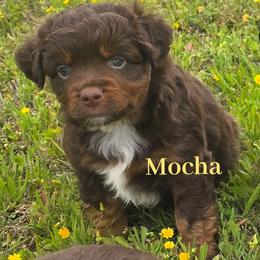 Mocha - Red tri female Miniature Australian Shepherd puppy in Paris, Texas from Blue Envy Mini Aussies
