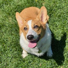 Pembroke Welsh Corgis from McKenty's Corgis