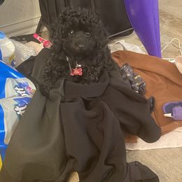 Poodle Puppies from Toy Poodle Kingdom