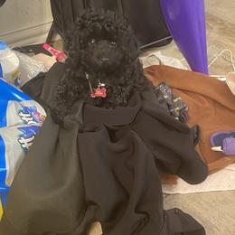 Poodle Puppies from Toy Poodle Kingdom