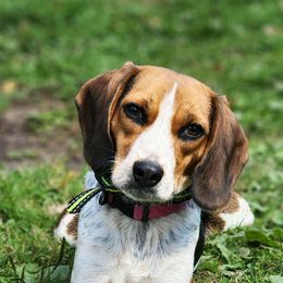 Beagle All Grown Up from Rustic Farm Sporting Beagles