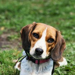 Beagle All Grown Up from Rustic Farm Sporting Beagles