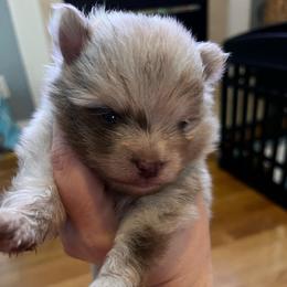 Marlin - Chocolate merle male Pomeranian puppy in Randleman, North Carolina from Luxurious Poms