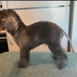 Bedlington Terrier puppies from Arkada Sirene Kennel