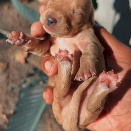 Rose - Red female Dachshund puppy in Los Angeles, California from Mini Doxies R Us