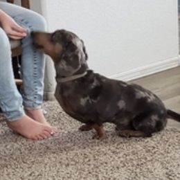 Dachshunds from Kristi's Doxies