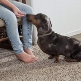 Dachshunds from Kristi's Doxies