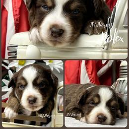 1 Rolex, RTM - Red tri-color male Miniature American Shepherd puppy in Huntington, Texas from JKKJ Farms, LLC