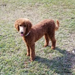 Scooby - Poodle