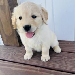 Girl 3 Lily - Light golden female Golden Retriever puppy in Angier, North Carolina from Howard's Retrievers