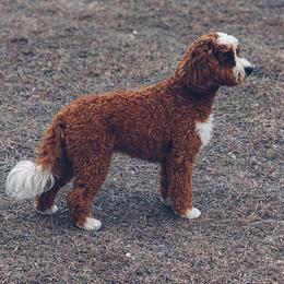 Scarlett - Cavapoo