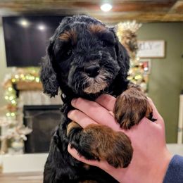 Pretzel - Phantom male Goldendoodle puppy in Forest, Ohio from Mini Doodle Buddies