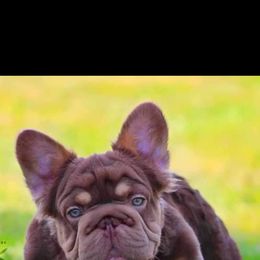 Trademark - French Bulldog