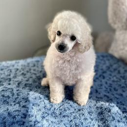 Whity - Cream male Poodle puppy in Wichita, Kansas from Adagio Toy Poodles