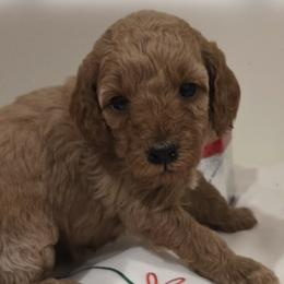 Ginger - Red  female Poodle puppy in Wilmington, Delaware from Imperial Poodles LLC