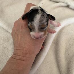 Sweet Pea - Piebald female Dachshund puppy in Channahon, Illinois from Lord Frank’s Mini Weeniers
