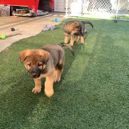 German Shepherd Puppies from Four Pines Ranch