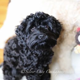 Epsilon - Cockapoo