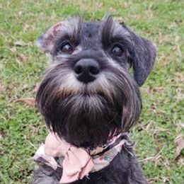 Dachshunds and Miniature Schnauzers from Chestnut Hill Farm