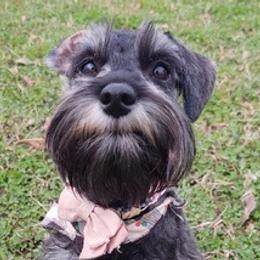 Dachshunds and Miniature Schnauzers from Chestnut Hill Farm