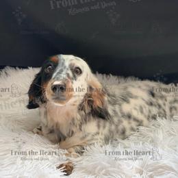 Ember - Dachshund