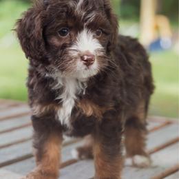 Honey Graham - Brown and white male Aussiedoodle puppy in Mountain Home, Arkansas from Amos and Oak Doodles