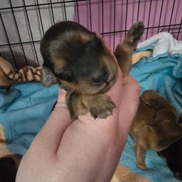 Sardonyx - Cream male Dachshund puppy in Windom, Minnesota from Aster Creek Dachshunds & Australian Shepherds