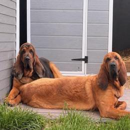 Lando And River - Red male Bloodhound puppy in Conway, Missouri from Ozark Mountain Kennel