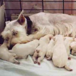 Miniature Schnauzers from Josie Peck