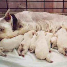 Miniature Schnauzers from Josie Peck