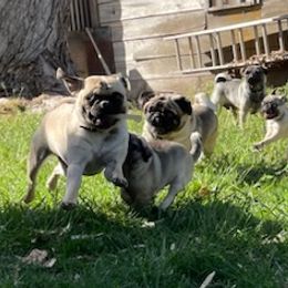 Pugs from Ava's Pugs