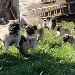 Pugs from Ava's Pugs