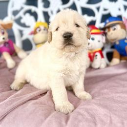 Chase - Light golden male Golden Retriever puppy in Oregon from Bliss Retrievers