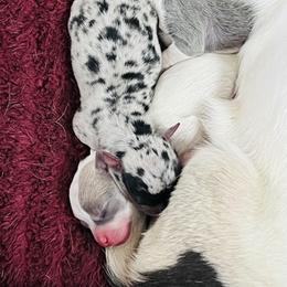 Boy 1 - male Chihuahua puppy in Framingham, Massachusetts from Boston Chi Chis