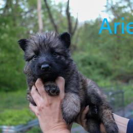 Aries - Sable male German Shepherd puppy in New York from Spitze German Shepherds