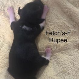 Rupee - White black and tan female Rat Terrier puppy in Lodi, California from Top Shelf Rat Terriers