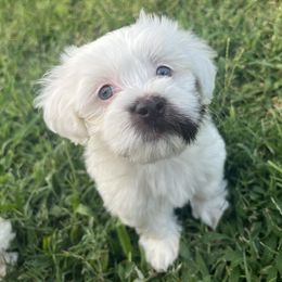 White Choco Girl - Chocolate female Havanese puppy in Monahans, Texas from Homeward Havanese, LLC