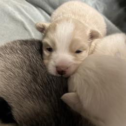 Lucas - White male Pomsky puppy in Oak Harbor, Washington from Island Pomskies