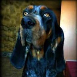 Jessy Cameron - Bluetick Coonhound