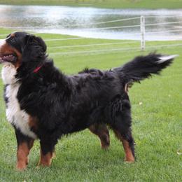 Felicia - Bernese Mountain Dog