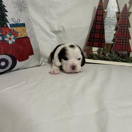 Girl 1 - White black and tan female Beagle puppy in Newman, California from Valley Beagles
