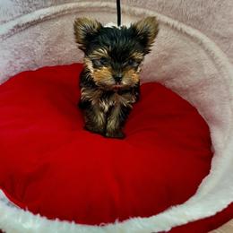 Mango - Black and tan male Yorkshire Terrier puppy in Bonnie Lake, Washington from Paul's Yorkshire Terriers