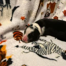 Marnie - Black and white female Border Collie puppy in Griffin, Georgia from Cloudland Border Collies
