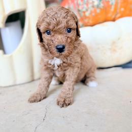 Boy 2 - Red  male Goldendoodle puppy in Philadelphia, Mississippi from Oakie Doodles