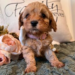Camille - female Cavapoochon puppy in Fairmont, West Virginia from Robin Nelson